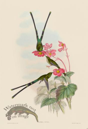 Gould Hummingbird 169